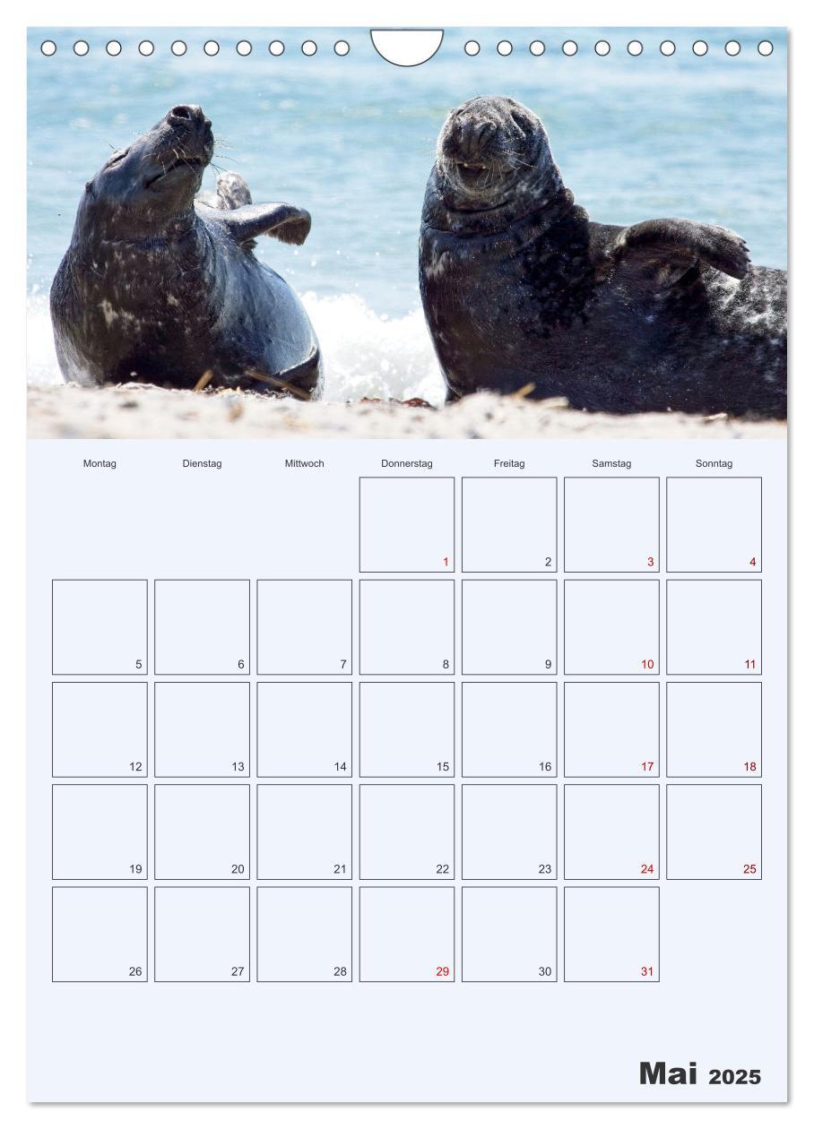 Bild: 9783435869565 | Wildes Leben auf Helgoland (Wandkalender 2025 DIN A4 hoch),...