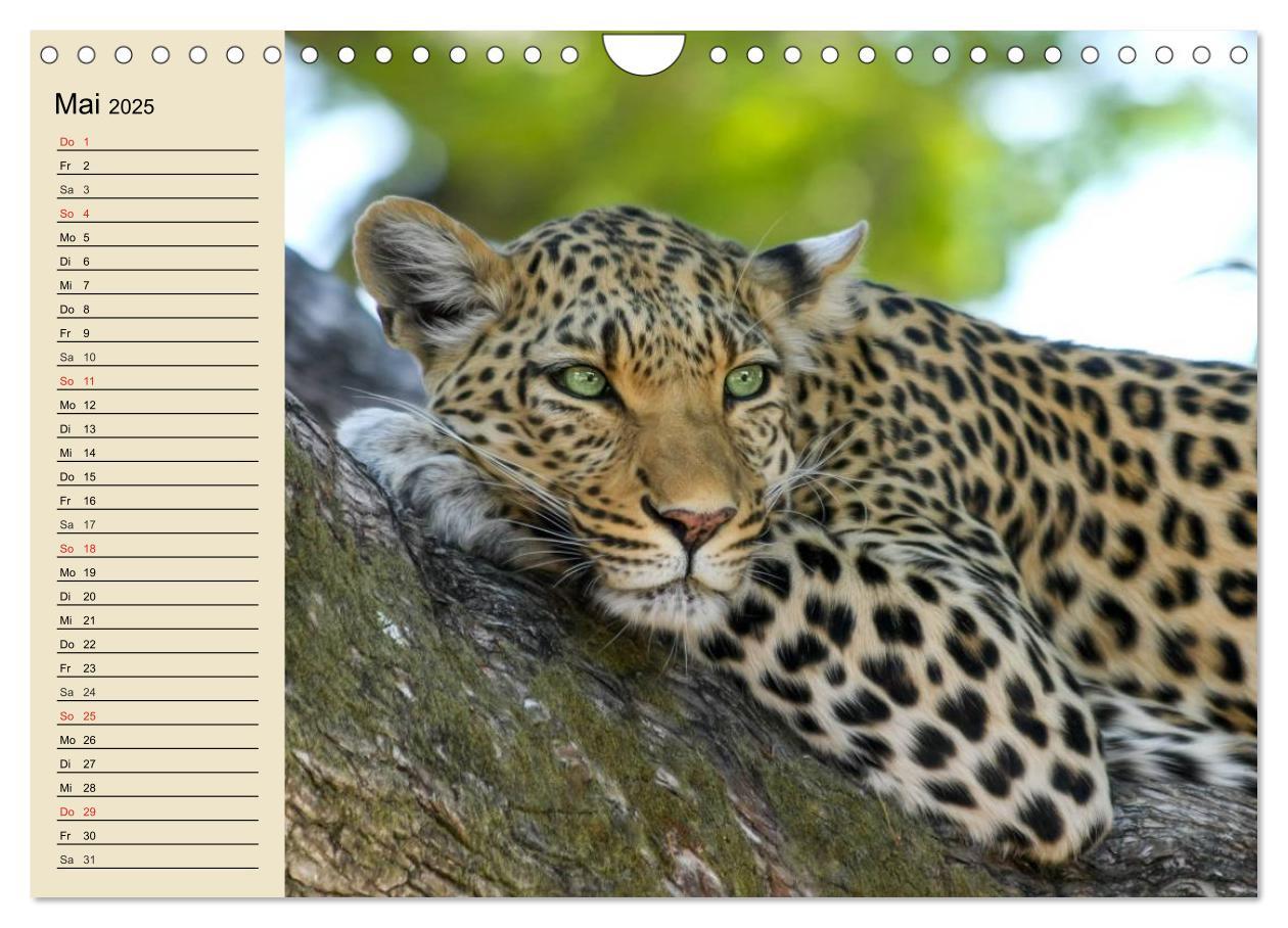 Bild: 9783435725328 | Die Lautlosen. Geparden und Leoparden (Wandkalender 2025 DIN A4...