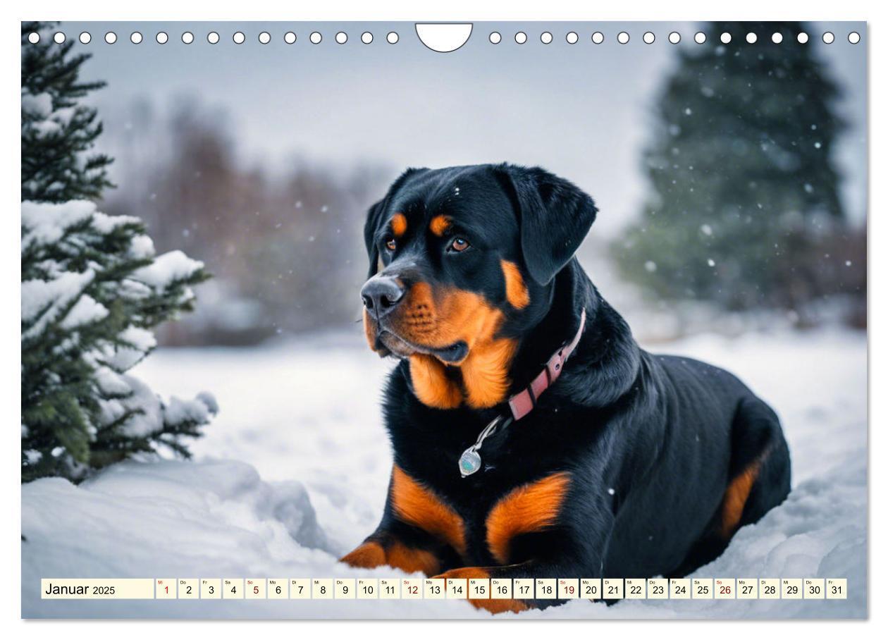 Bild: 9783457128633 | Rottweiler - die Beschützer (Wandkalender 2025 DIN A4 quer),...