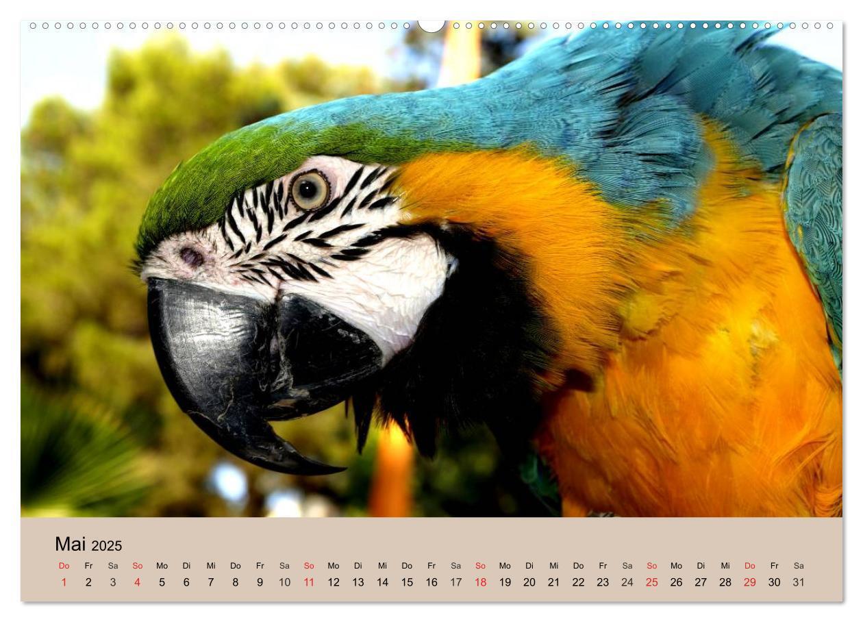 Bild: 9783435720392 | Brasilien. Impressionen (Wandkalender 2025 DIN A2 quer), CALVENDO...