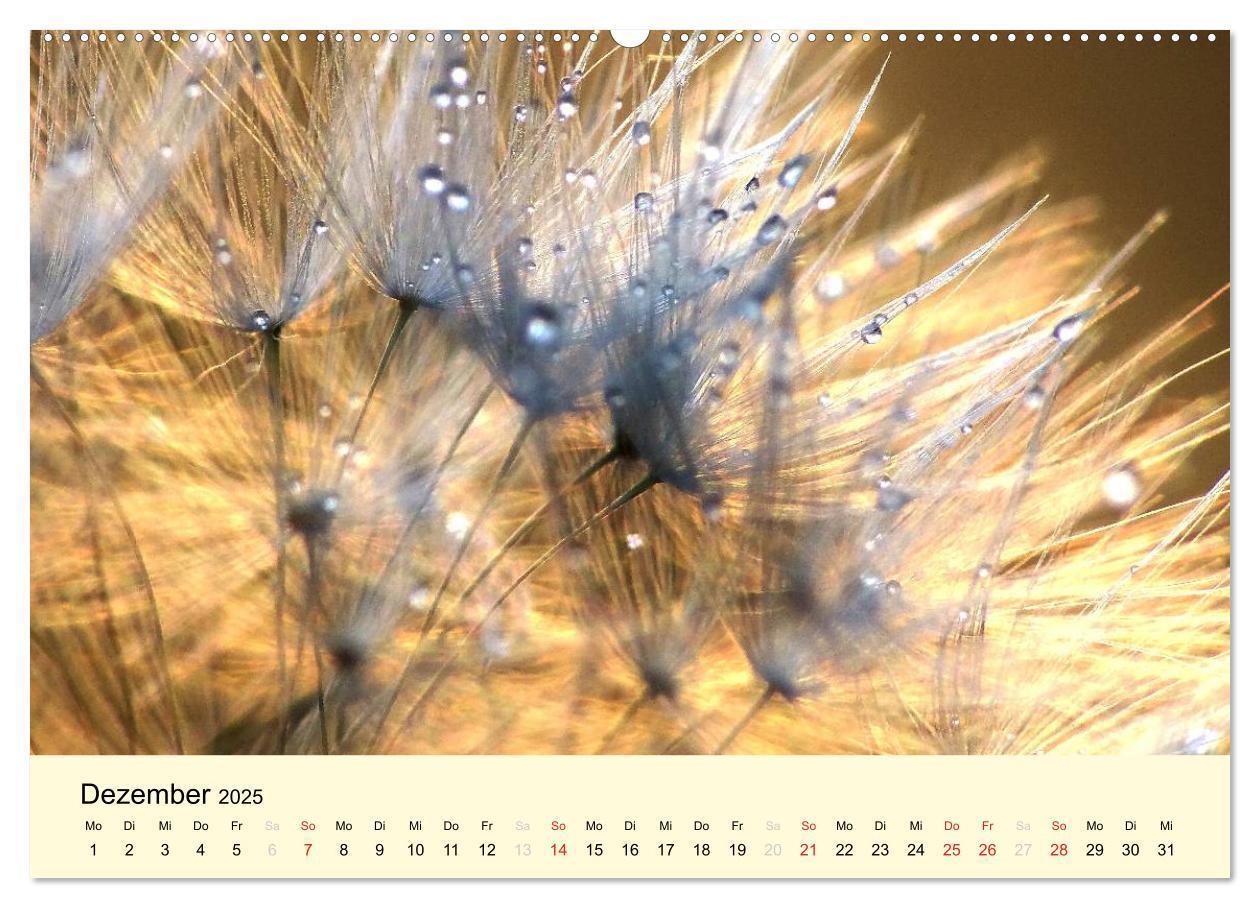 Bild: 9783435746316 | Naturjuwel Pusteblume (Wandkalender 2025 DIN A2 quer), CALVENDO...