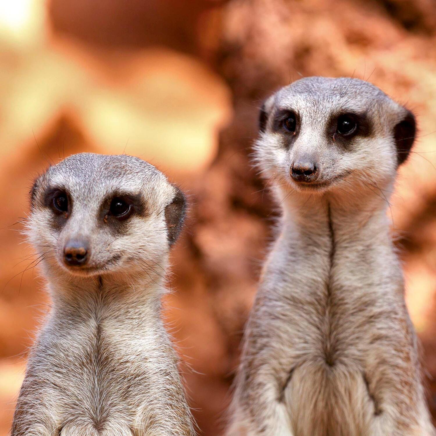 Bild: 9783959294683 | Meerkats/Erdmännchen 2025 | Kalender 2025 | Kalender | Artwork Edition