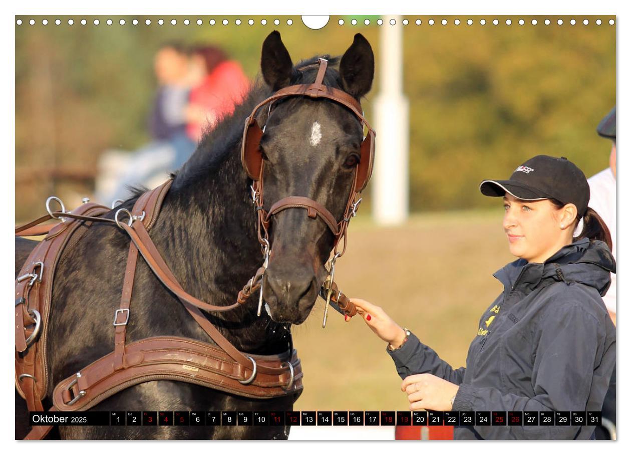 Bild: 9783435395187 | Schwere Warmblüter 2025 (Wandkalender 2025 DIN A3 quer), CALVENDO...