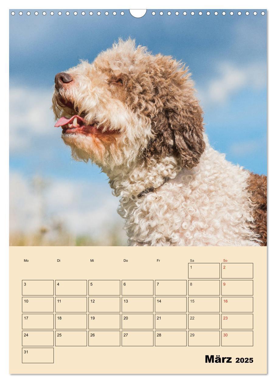 Bild: 9783435959013 | Jahresplaner Lagotto Romagnolo (Wandkalender 2025 DIN A3 hoch),...