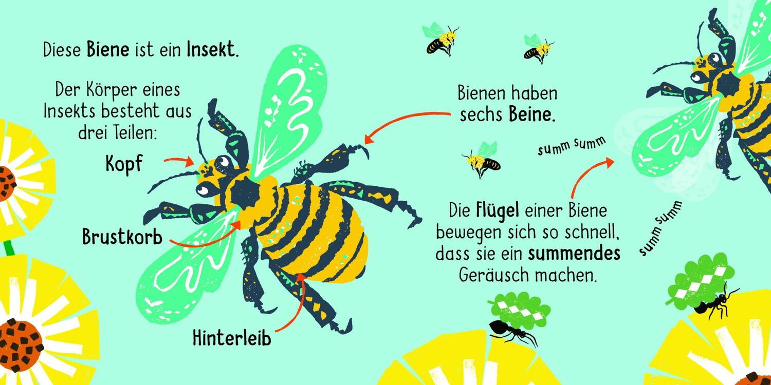 Bild: 9783411722280 | 50 Wörter über die Natur - Insekten | Buch | 32 S. | Deutsch | 2024