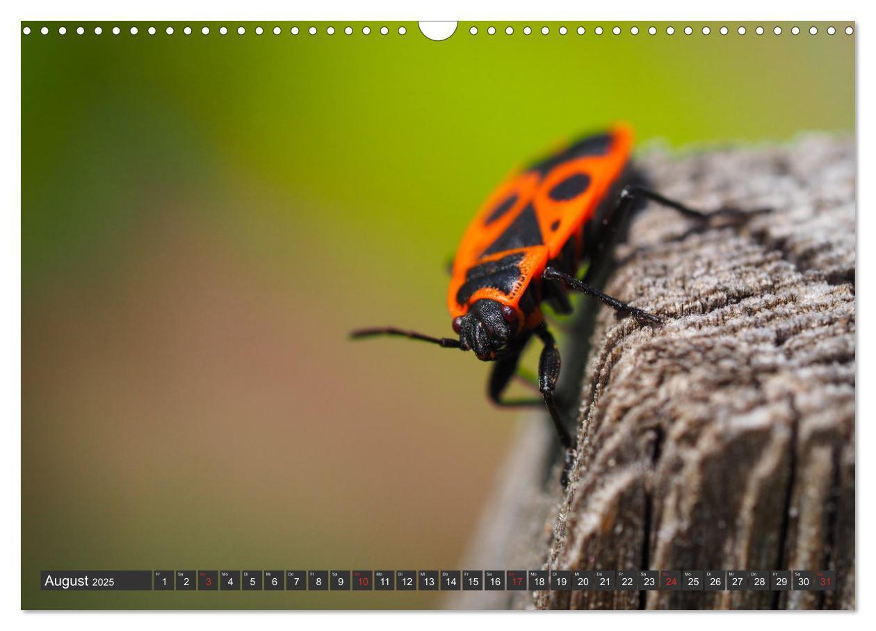 Bild: 9783383999376 | Makrowelt - Blumen und Insekten im Fokus (Wandkalender 2025 DIN A3...