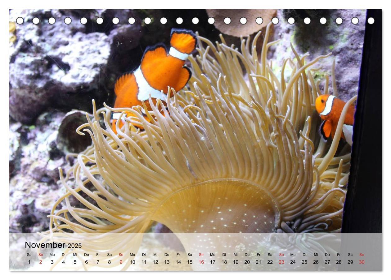 Bild: 9783435589456 | Knallbunte Wasserwelt. Die Welt der Fische (Tischkalender 2025 DIN...