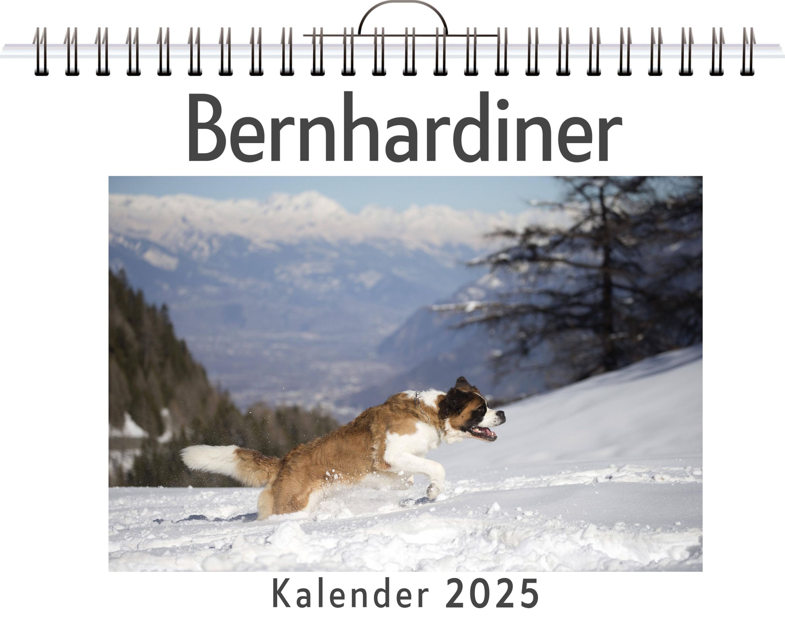 Cover: 9783759132840 | Bernhardiner | Marie Maier | Kalender | Kalender | 14 S. | Deutsch