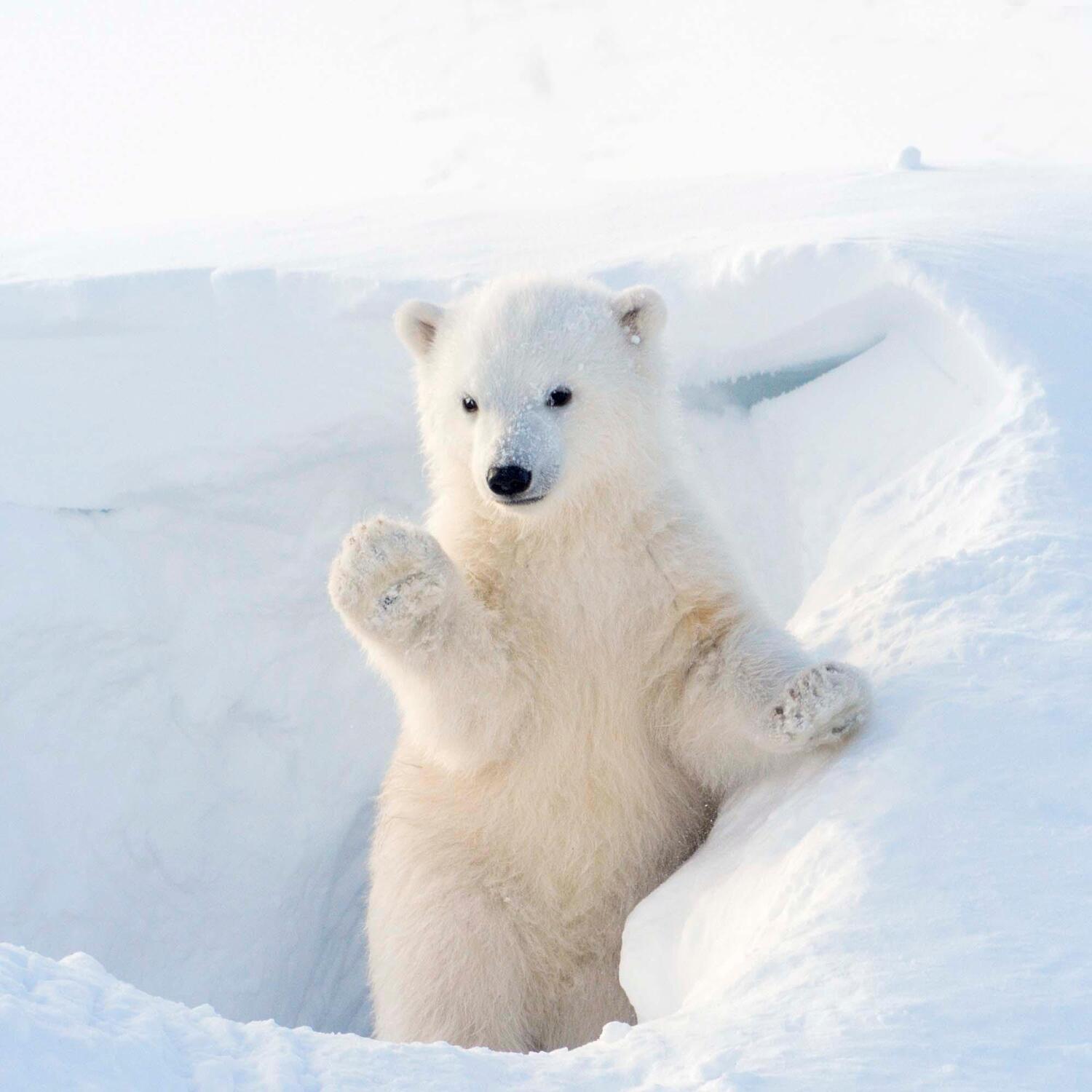 Bild: 9783959294638 | Polar Bears/Eisbärchen 2025 | Kalender 2025 | Kalender | 28 S. | 2025