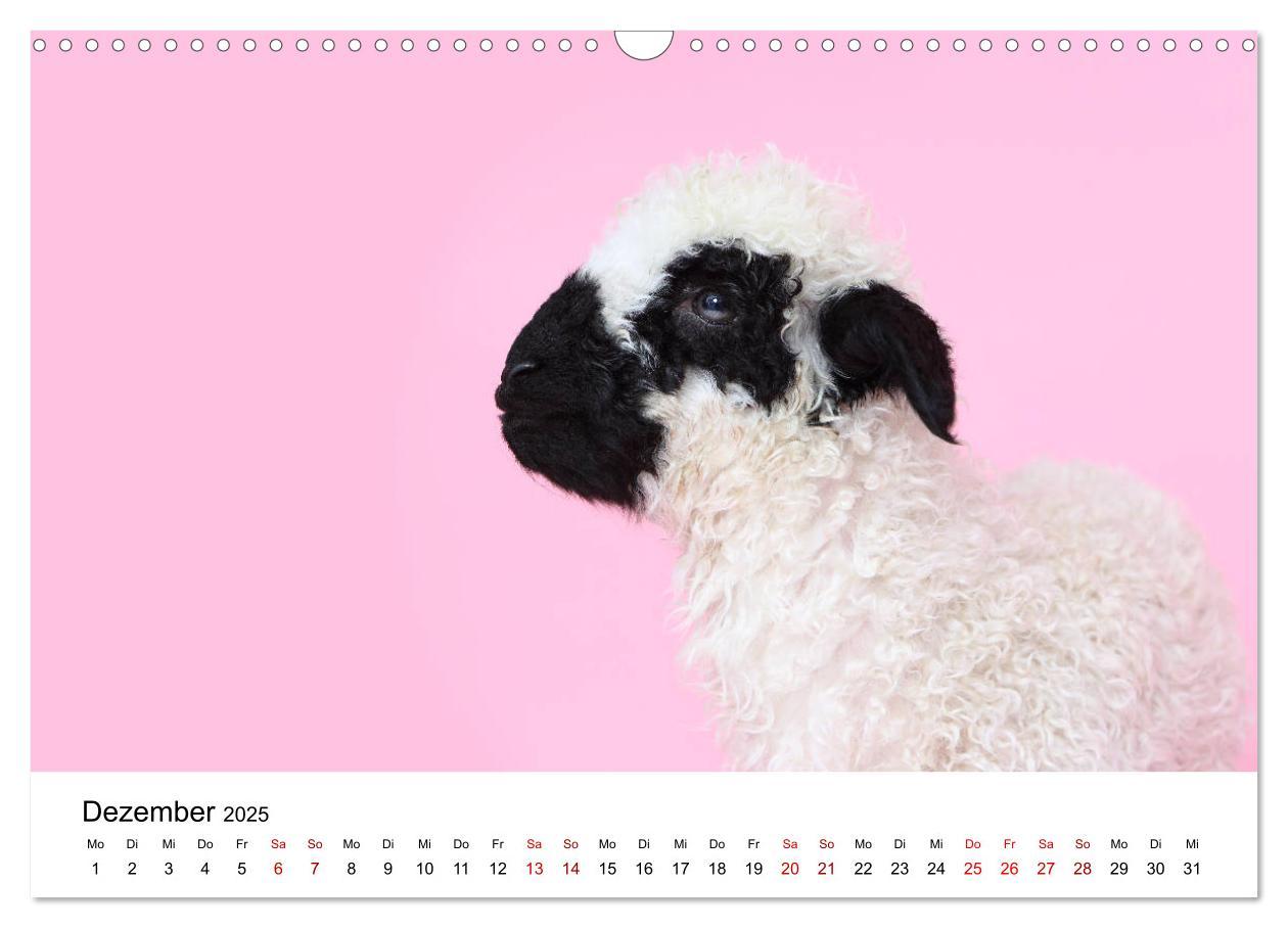 Bild: 9783435327034 | Walliser Schwarznasenschaf Valais Blacknose Sheep (Wandkalender...