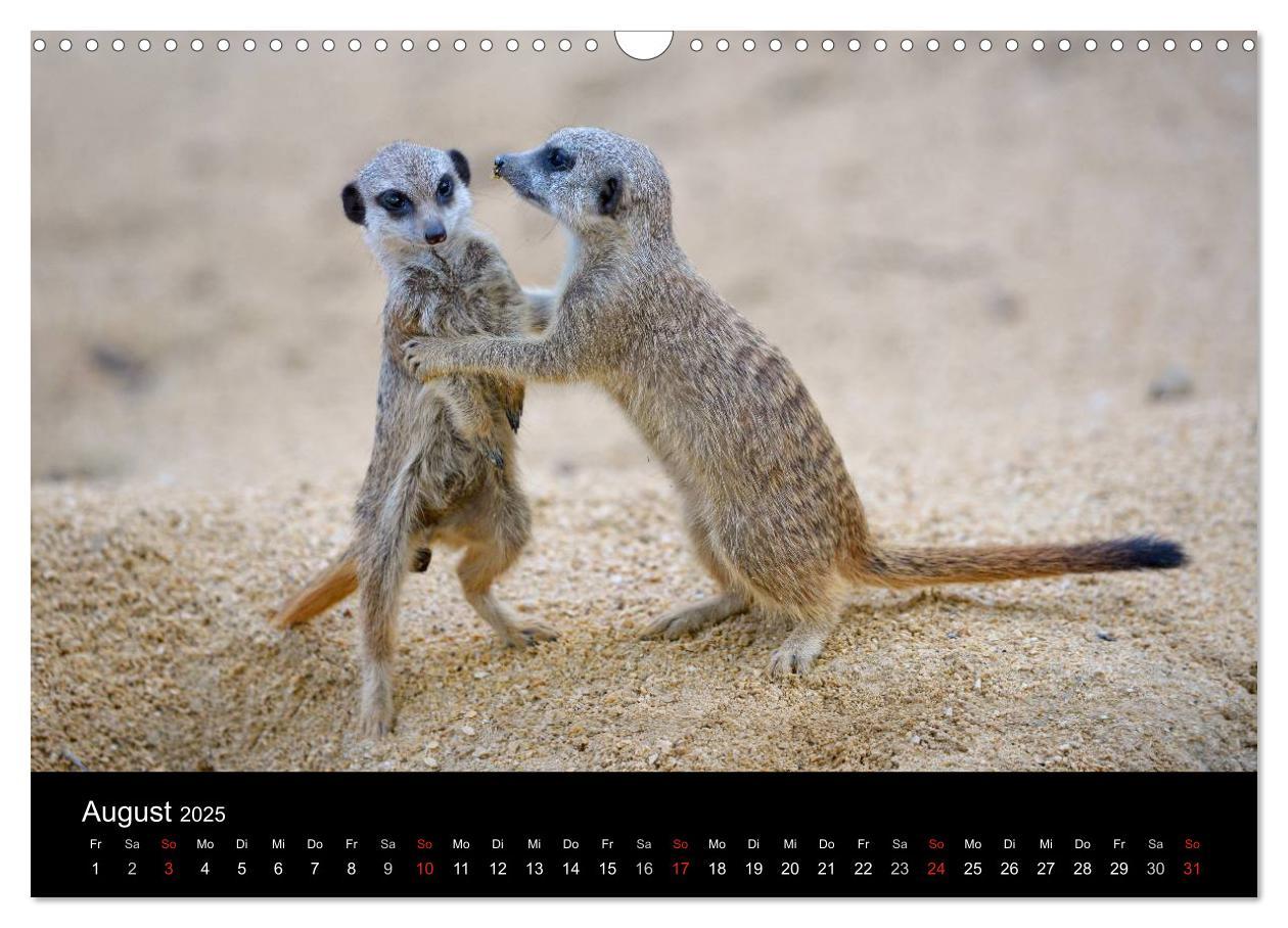 Bild: 9783435782123 | Lustige Erdmännchen (Wandkalender 2025 DIN A3 quer), CALVENDO...