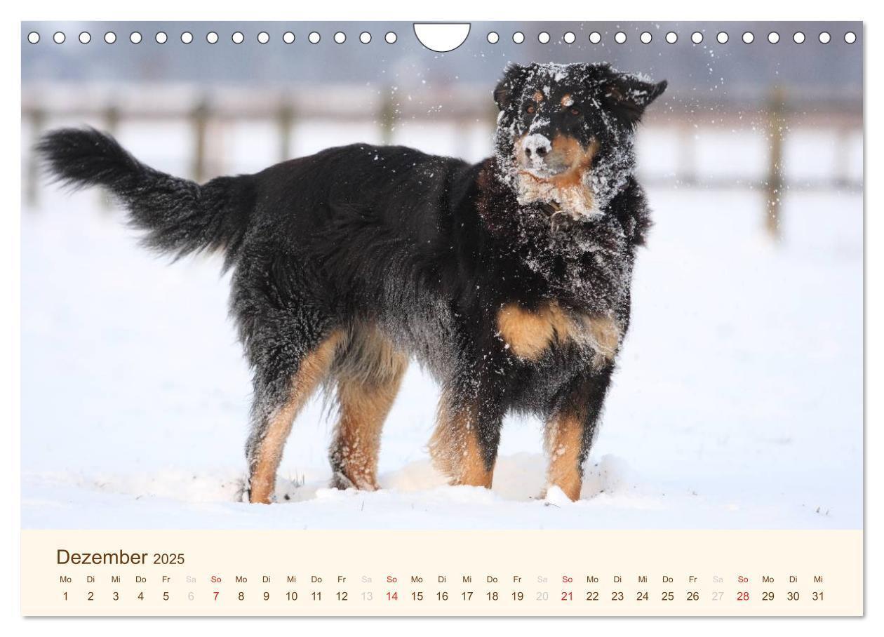 Bild: 9783435793068 | Hovawarte - einmal anders (Wandkalender 2025 DIN A4 quer), CALVENDO...