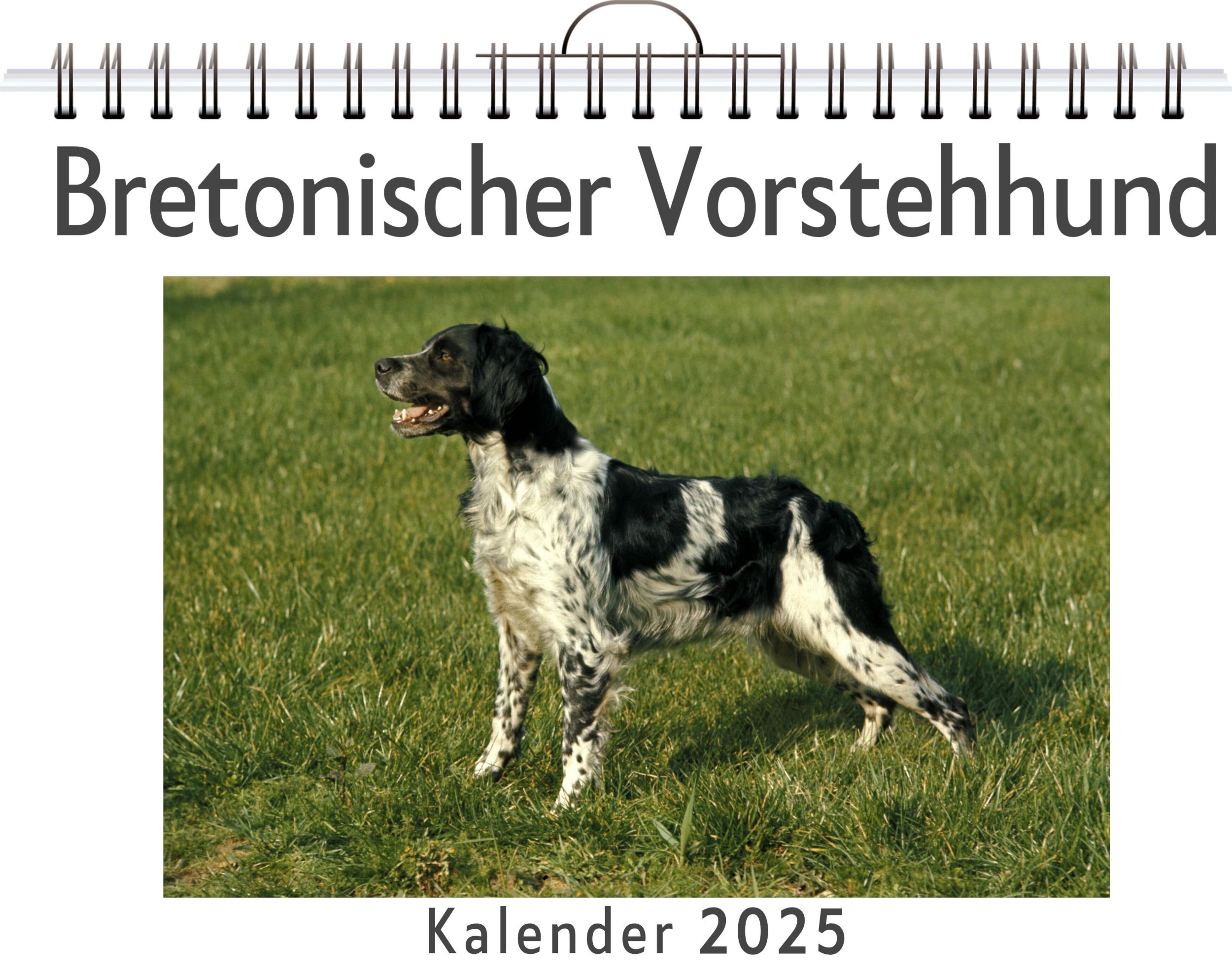 Cover: 9783759120489 | Bretonischer Vorstehhund | Jakob Herrmann | Kalender | Kalender