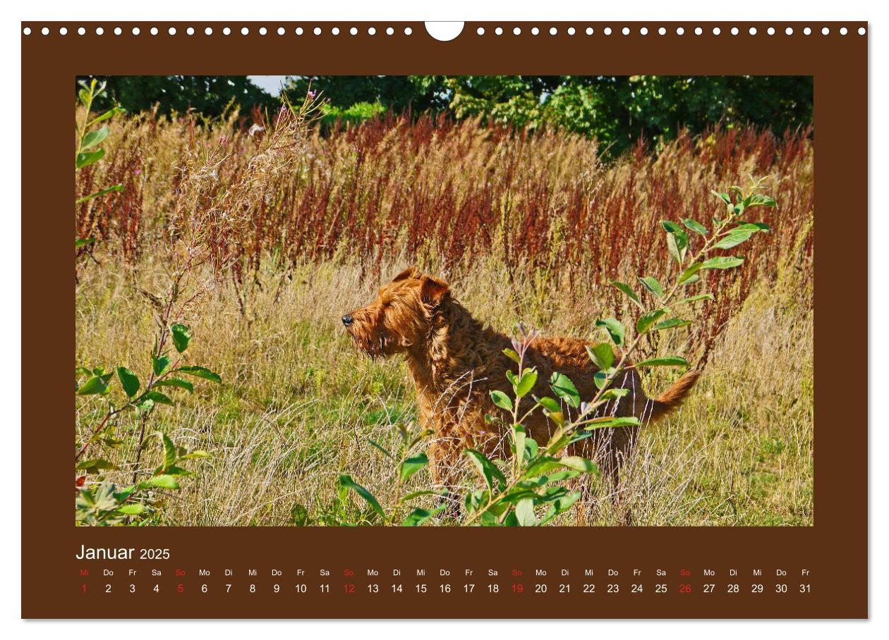 Bild: 9783435286614 | Kelly, der Irish Terrier - innen und außen aus Gold (Wandkalender...