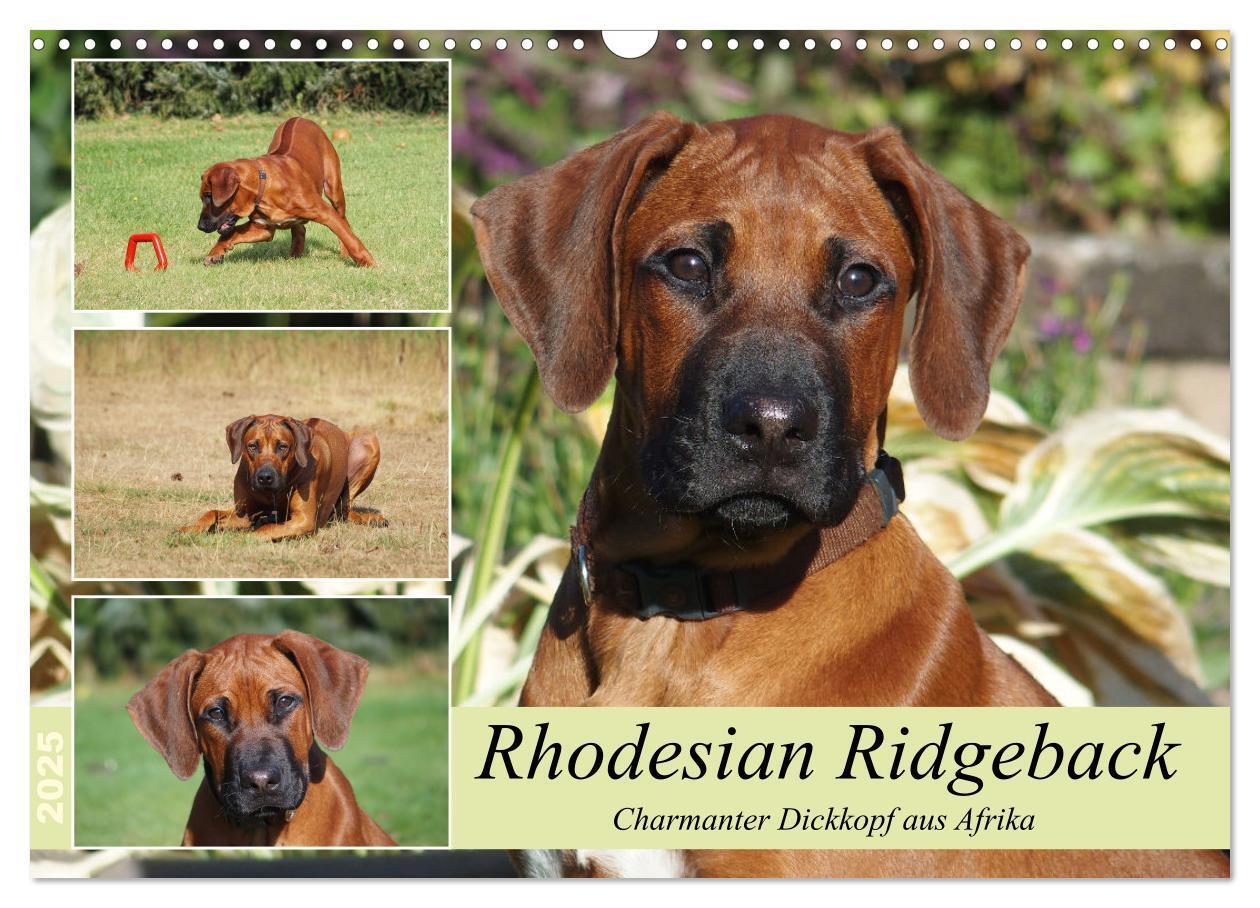 Cover: 9783383987601 | Rhodesian Ridgeback - Charmanter Dickkopf aus Afrika (Wandkalender...