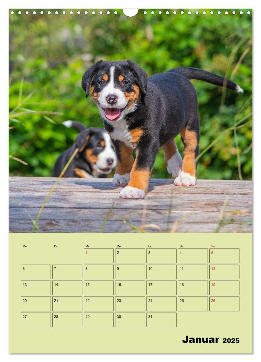 Bild: 9783435960057 | Familienplaner Großer Schweizer Sennenhund (Wandkalender 2025 DIN...