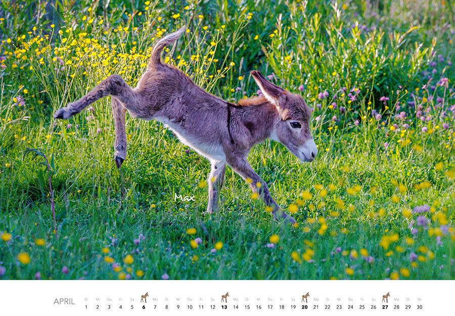 Bild: 9783966648349 | Tierkinder auf dem Bauernhof Kalender 2025 | J.-L. Klein (u. a.)