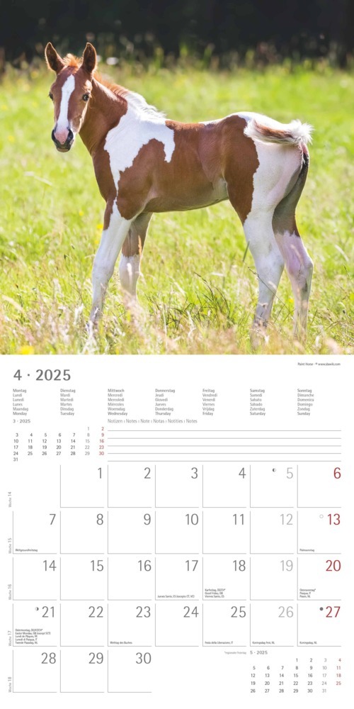 Bild: 4251732340704 | Pferde 2025 - Broschürenkalender 30x30 cm (30x60 geöffnet) -...