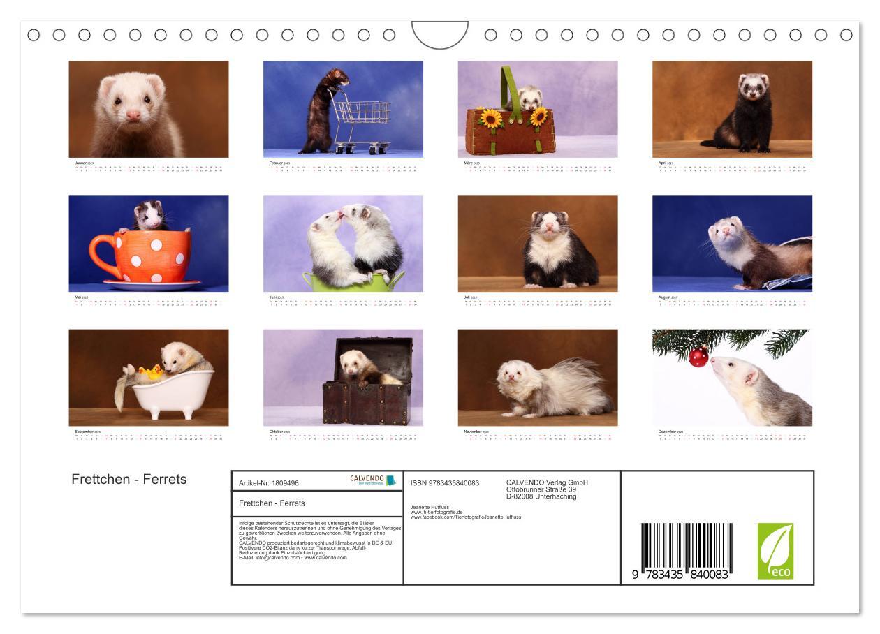 Bild: 9783435840083 | Frettchen - Ferrets (Wandkalender 2025 DIN A4 quer), CALVENDO...