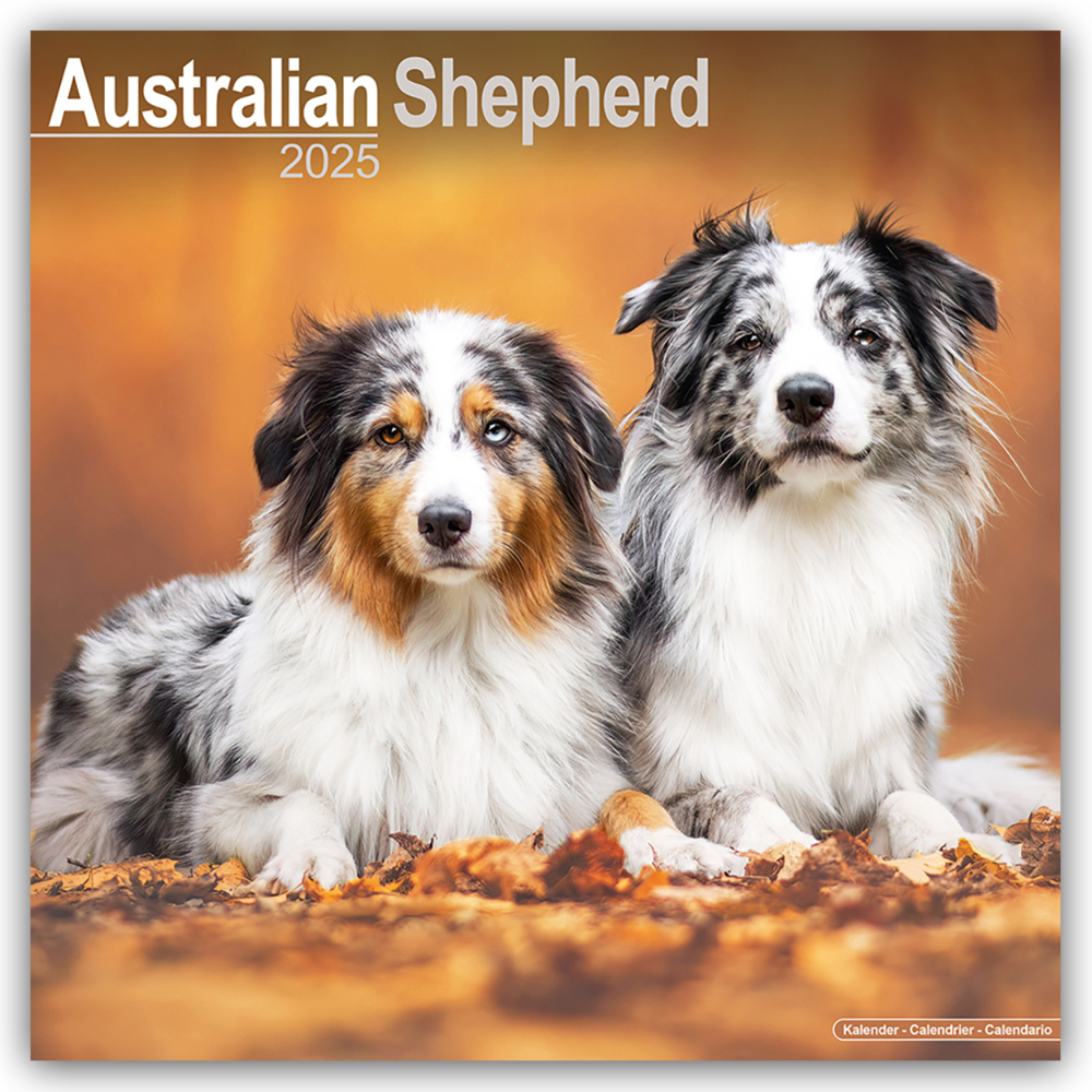 Cover: 9781804603086 | Australian Shepherd - Australische Schäferhunde 2025 -...