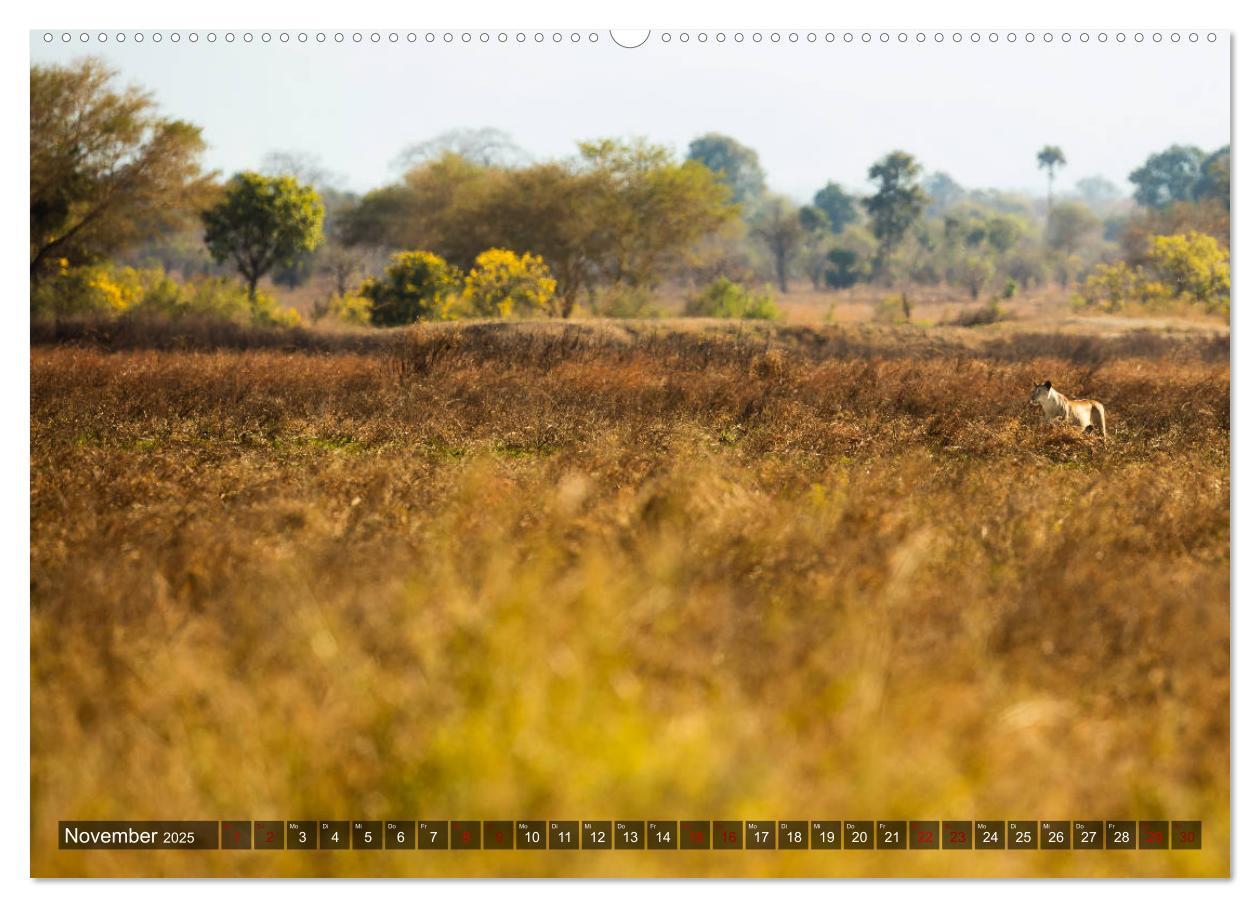 Bild: 9783435423613 | Safari in Tansania (Wandkalender 2025 DIN A2 quer), CALVENDO...