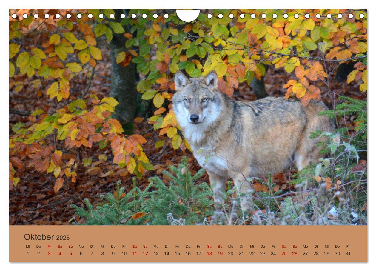 Bild: 9783435393817 | Begegnungen DER WOLF (Wandkalender 2025 DIN A4 quer), CALVENDO...