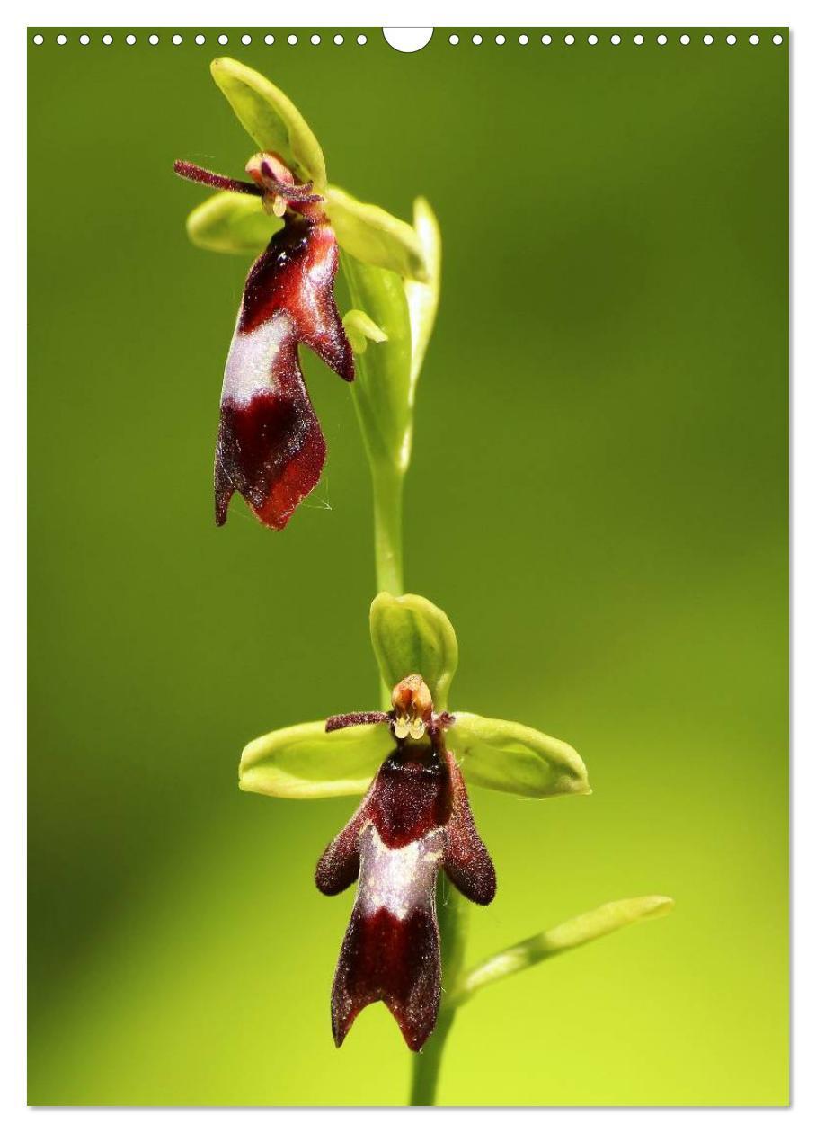 Bild: 9783457006801 | Juwelen der Natur - Ein Orchideensommer (Wandkalender 2025 DIN A3...