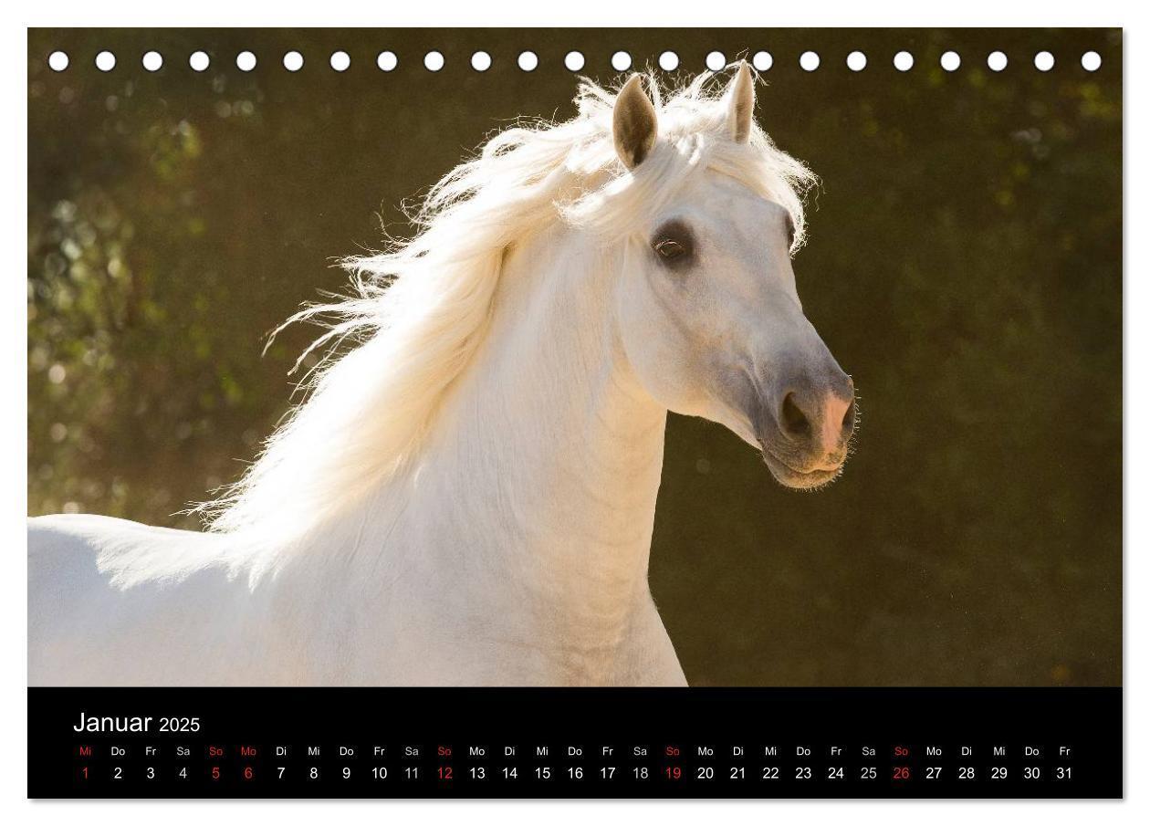 Bild: 9783435636907 | Spaniens stolze Pferde (Tischkalender 2025 DIN A5 quer), CALVENDO...