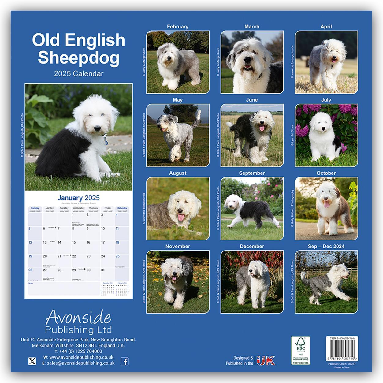 Rückseite: 9781804603710 | Old English Sheepdog - Bobtails 2025 - 16-Monatskalender | Ltd | 13 S.