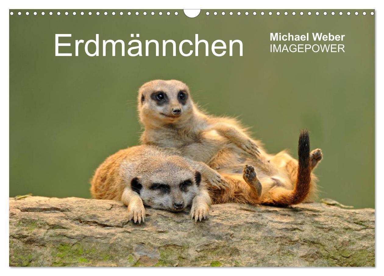 Cover: 9783435835799 | Erdmännchen - Tierkinder (Wandkalender 2025 DIN A3 quer), CALVENDO...