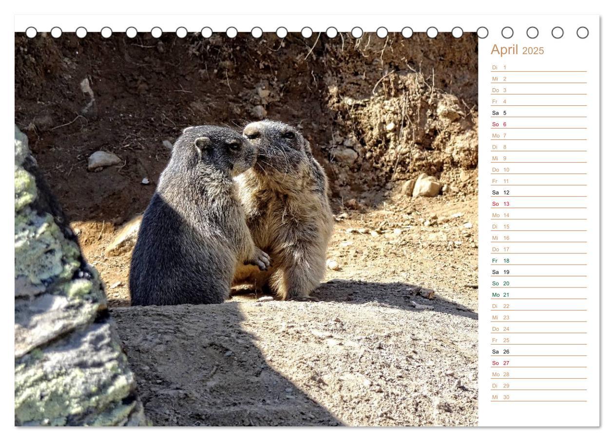 Bild: 9783435500482 | Wildlife - Verspielte Murmeltiere (Tischkalender 2025 DIN A5 quer),...