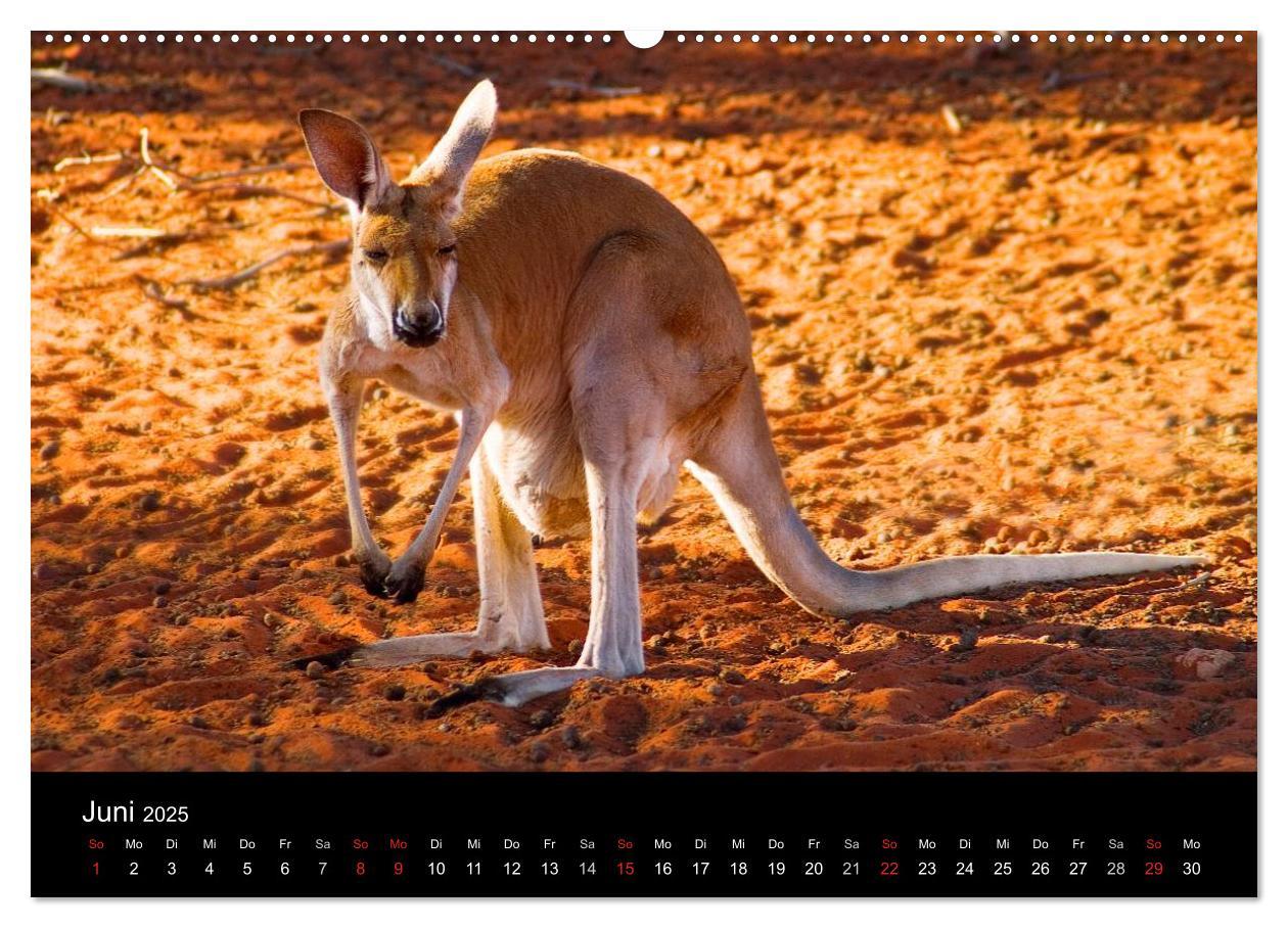 Bild: 9783435809141 | Australien (Wandkalender 2025 DIN A2 quer), CALVENDO Monatskalender