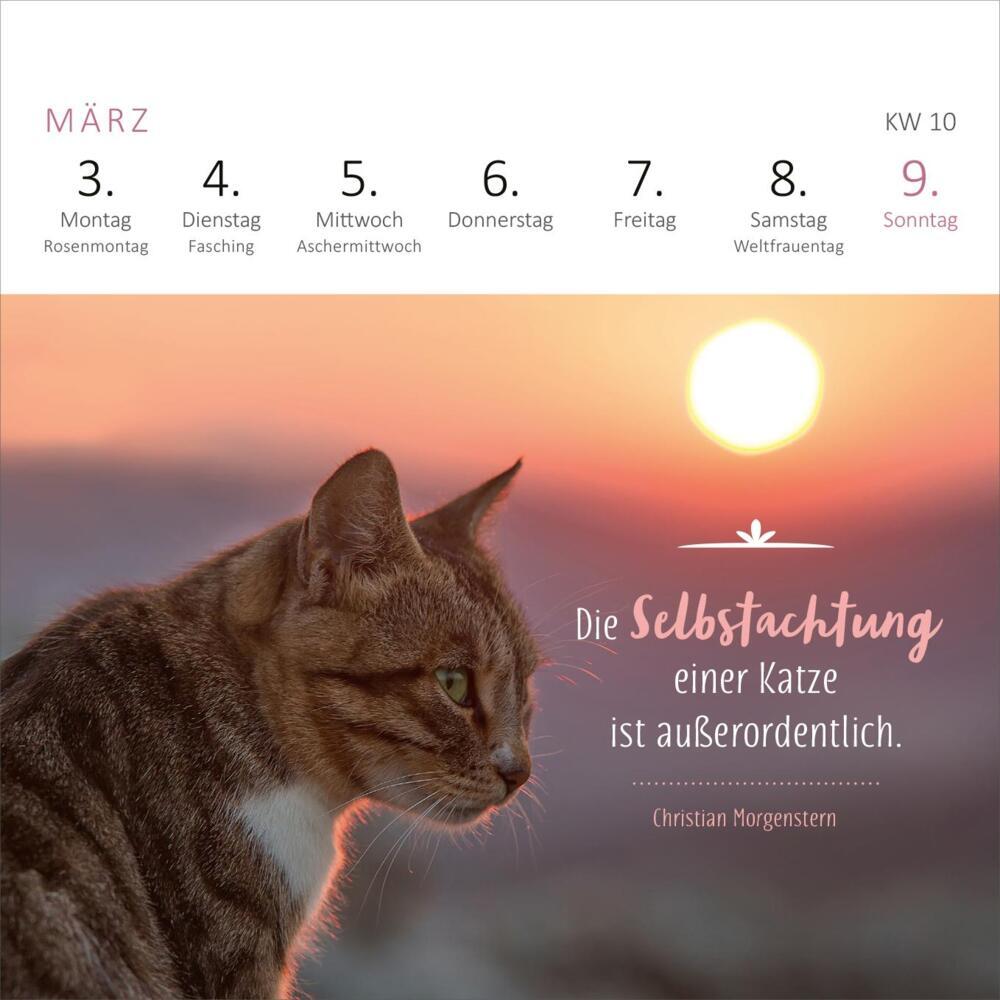 Bild: 4014489133063 | Mini-Wochenkalender Katzenweisheiten 2025 | Kalender | 108 S. | 2025