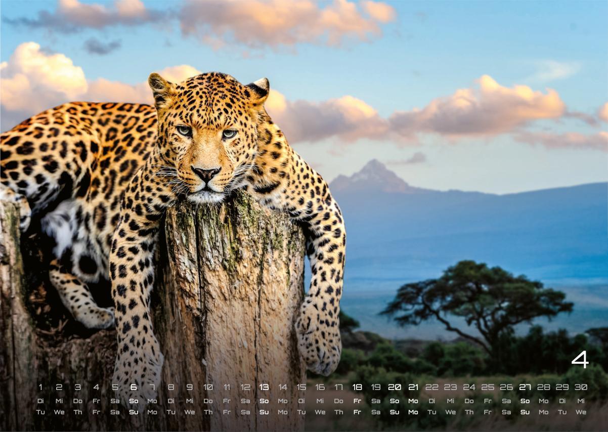 Bild: 9783986734381 | Afrikas Tierwelt - Der Tierkalender - 2025 - Kalender DIN A3 | 15 S.