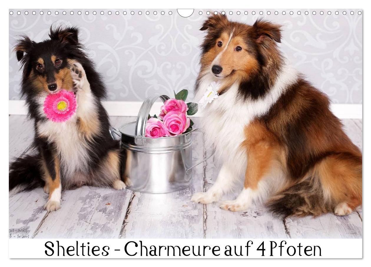 Cover: 9783435731756 | Shelties : Charmeure auf 4 Pfoten (Wandkalender 2025 DIN A3 quer),...