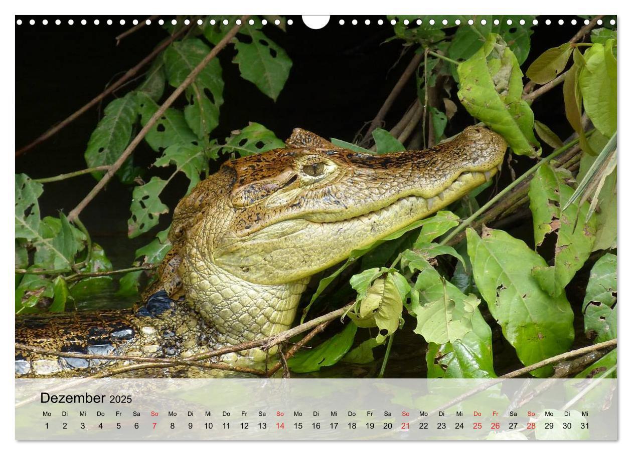 Bild: 9783435600878 | Große Echsen. Krokodile und Alligatoren (Wandkalender 2025 DIN A3...