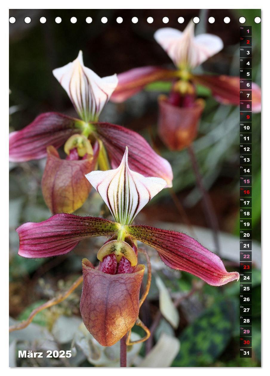 Bild: 9783435882557 | Freude an Orchideen (Tischkalender 2025 DIN A5 hoch), CALVENDO...