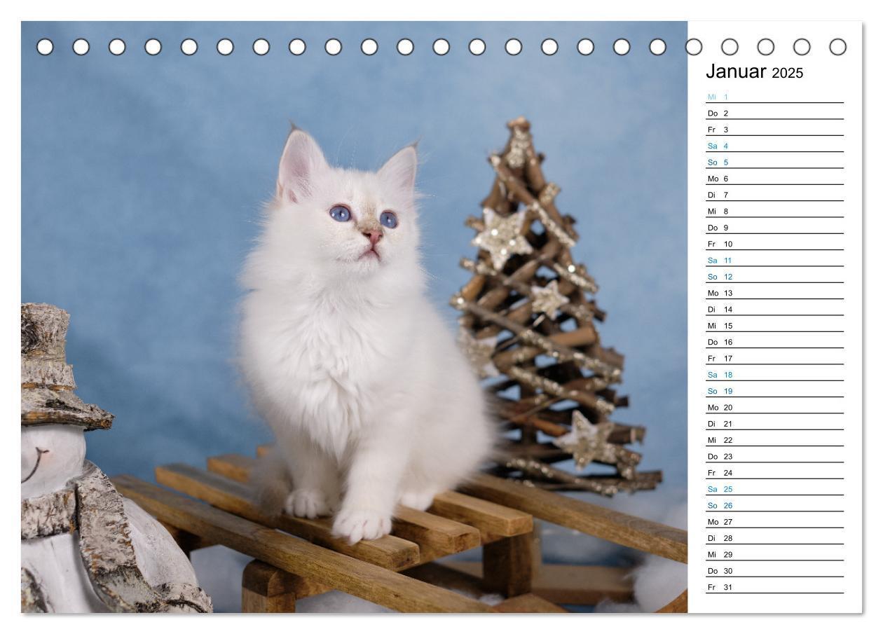 Bild: 9783383959745 | Heilige Birma Kitten mit Planer (Tischkalender 2025 DIN A5 quer),...