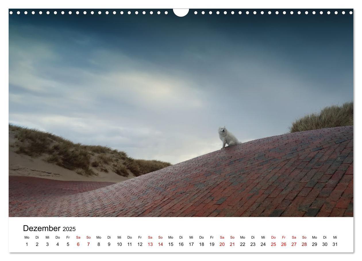 Bild: 9783435016099 | Ein Samojede am Meer (Wandkalender 2025 DIN A3 quer), CALVENDO...