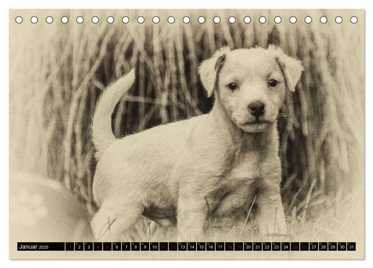 Bild: 9783435399604 | Parson Jack Russel Welpen (Tischkalender 2025 DIN A5 quer),...