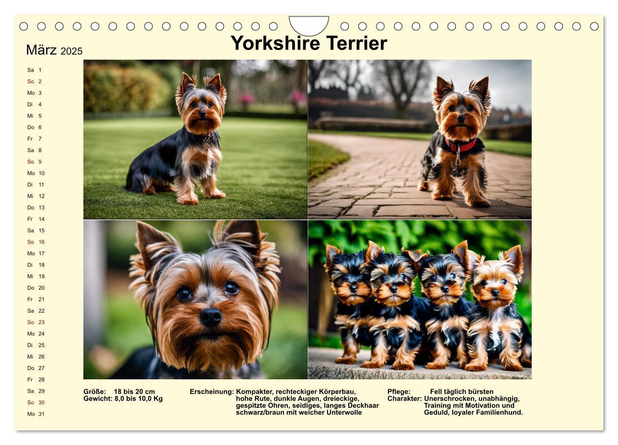 Bild: 9783435347896 | Terrier-Rassen im Portrait (Wandkalender 2025 DIN A4 quer),...