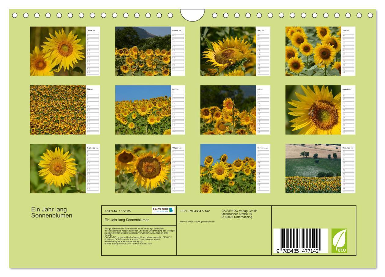 Bild: 9783435477142 | Ein Jahr lang Sonnenblumen (Wandkalender 2025 DIN A4 quer),...