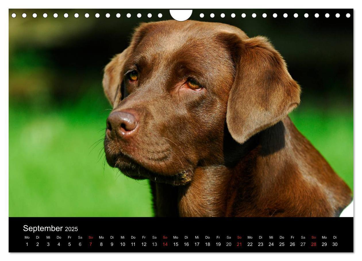 Bild: 9783435761692 | Labrador Retriever 2025 (Wandkalender 2025 DIN A4 quer), CALVENDO...