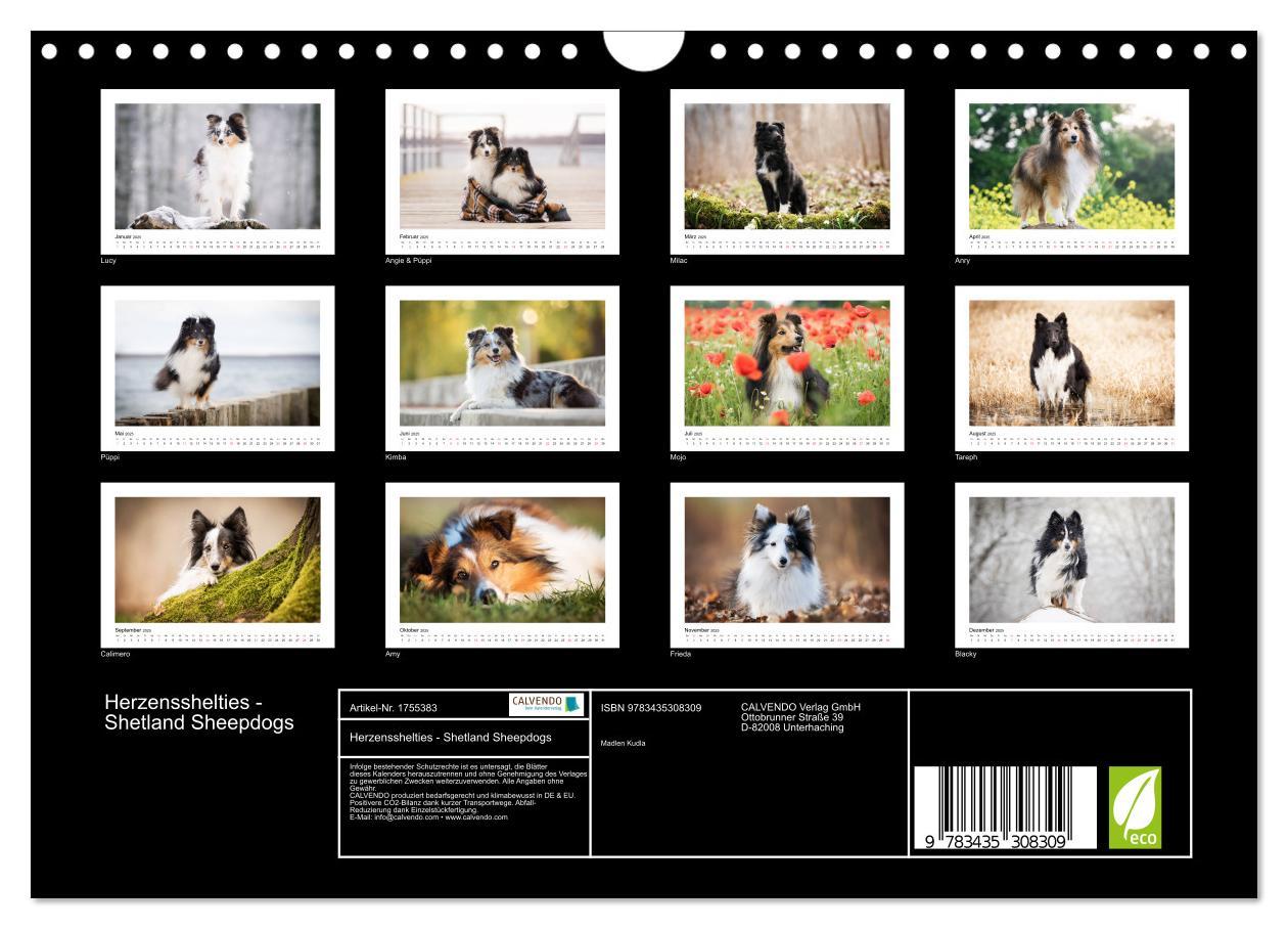 Bild: 9783435308309 | Herzensshelties - Shetland Sheepdogs (Wandkalender 2025 DIN A4...