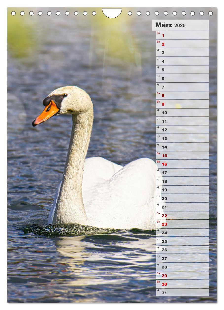 Bild: 9783435864980 | Stolze Schwäne (Wandkalender 2025 DIN A4 hoch), CALVENDO...