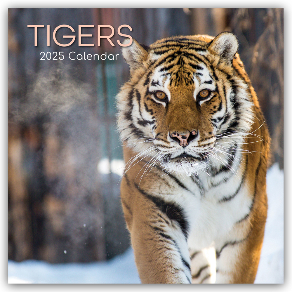 Cover: 9781835362280 | Tigers - Tiger 2025 - 16-Monatskalender | Ltd | Kalender | 14 S.