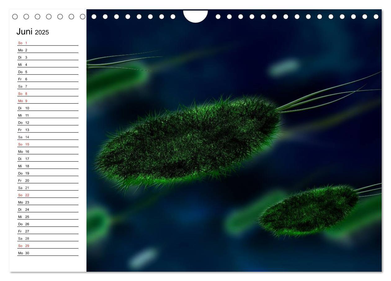 Bild: 9783435483808 | Mikrobiologie. Mikroorganismen, Genetik und Zellen (Wandkalender...