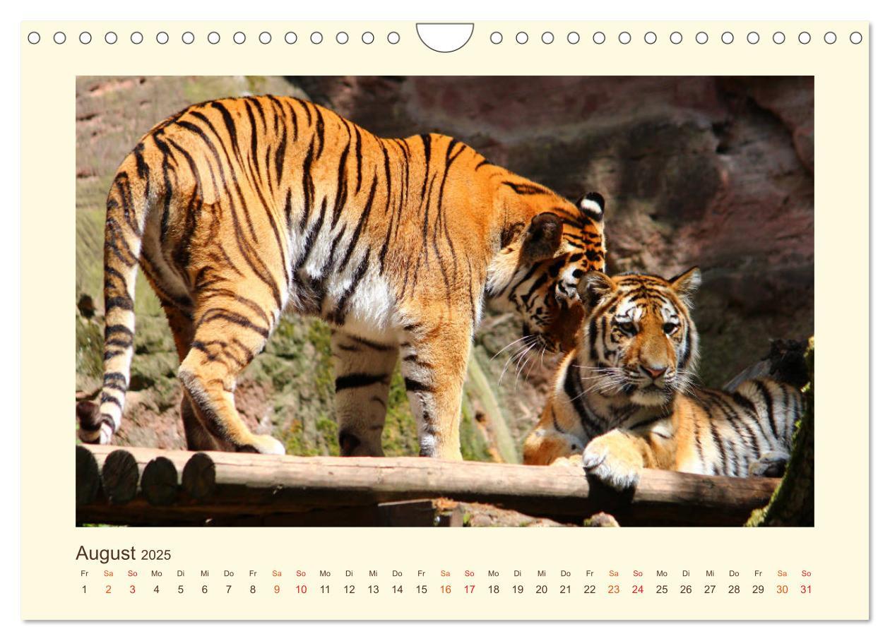 Bild: 9783435449378 | Sibirische Tigerportraits (Wandkalender 2025 DIN A4 quer), CALVENDO...