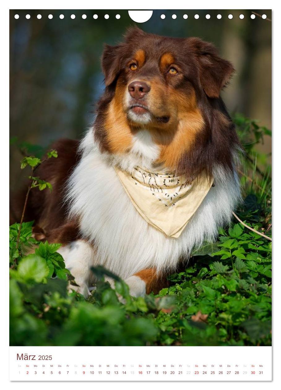 Bild: 9783457065143 | Australian Shepherds (Wandkalender 2025 DIN A4 hoch), CALVENDO...