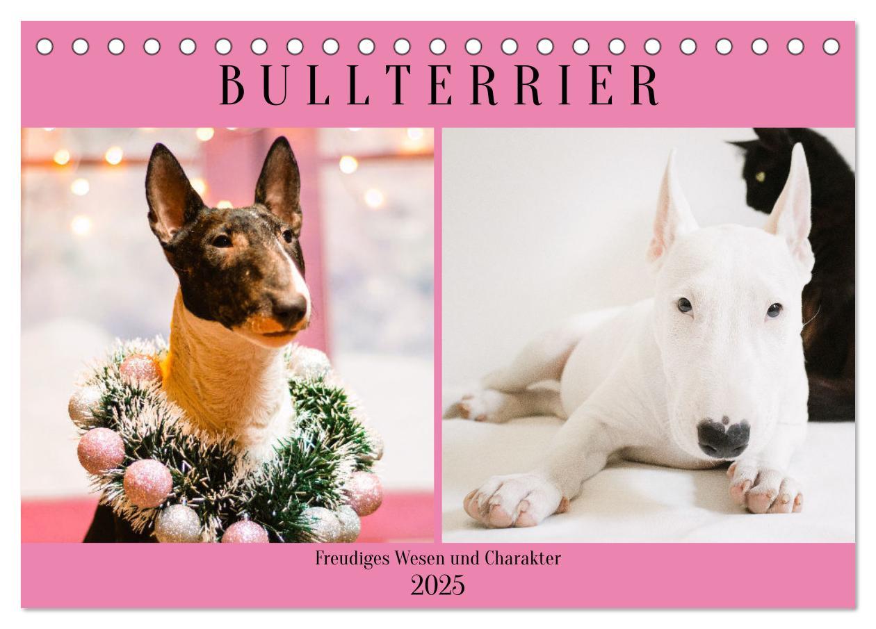 Cover: 9783383946813 | Bullterrier. Freudiges Wesen und Charakter (Tischkalender 2025 DIN...